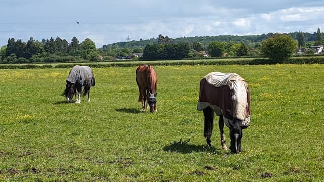 Prestwick Road Meadows - Image 1