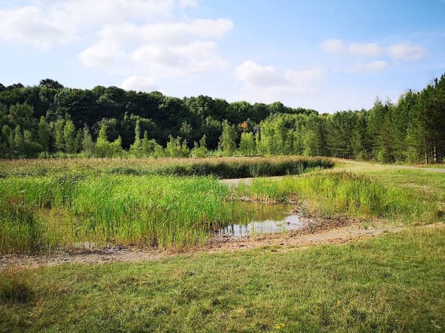 Edlington Pitwood - Image 1