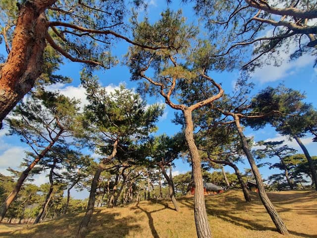Gongju Gomanaru - Image 1