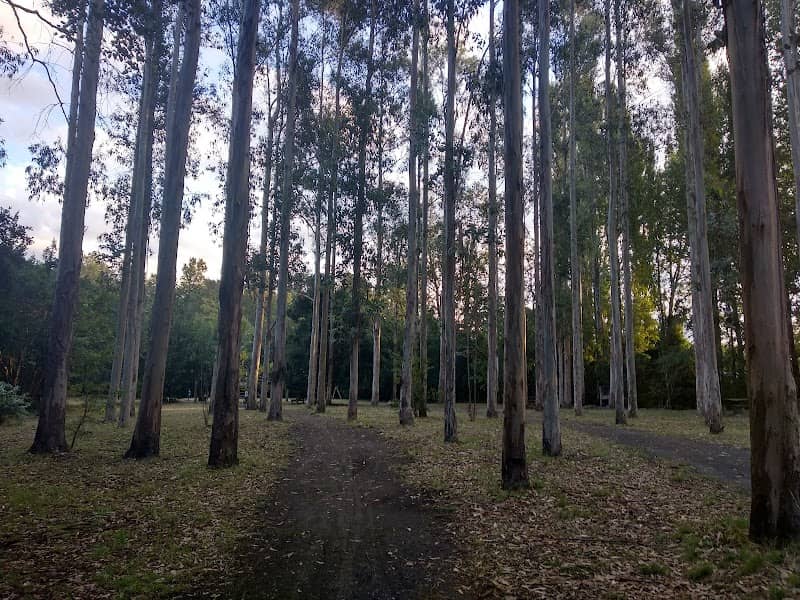 Municipal de Pucon Park - Image 1
