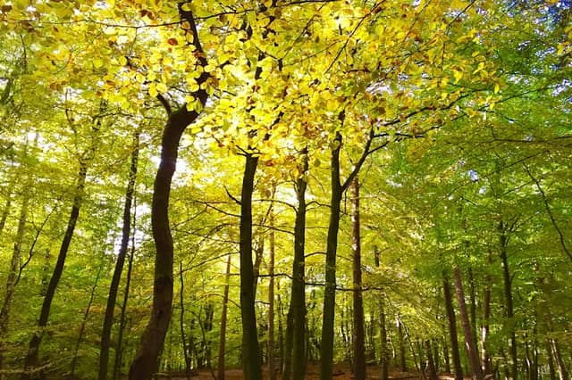 Buchenwälder im Rosengarten - Image 1