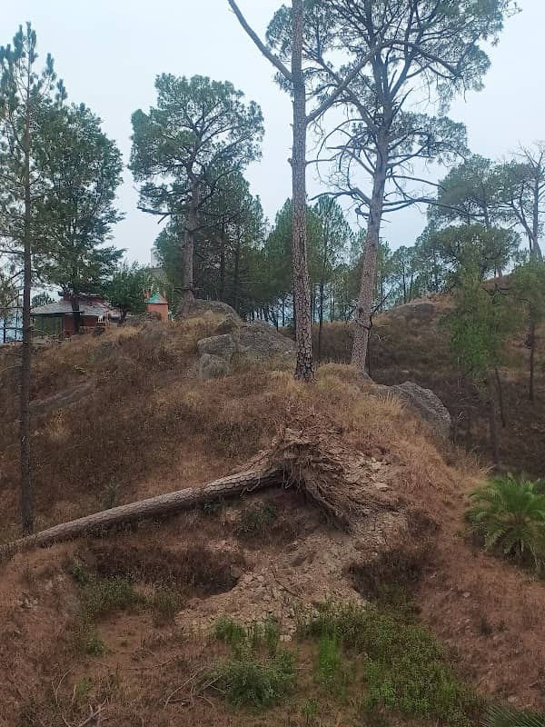 Kuttal forest - Image 2
