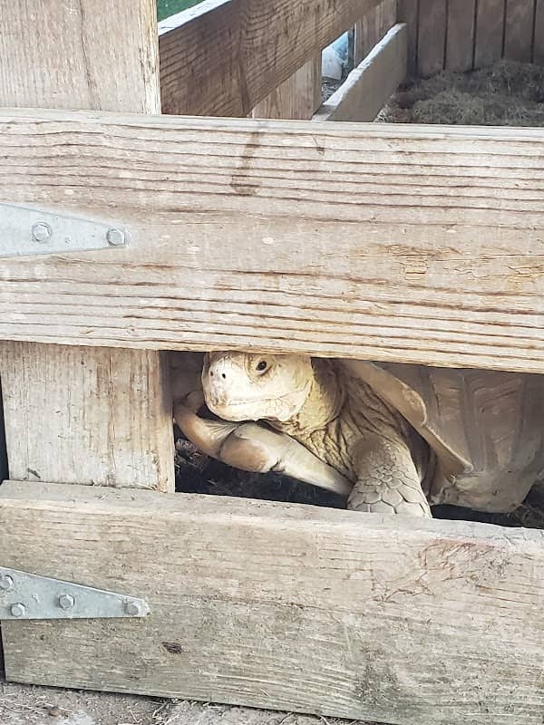 Morgan City Petting Zoo - Image 2