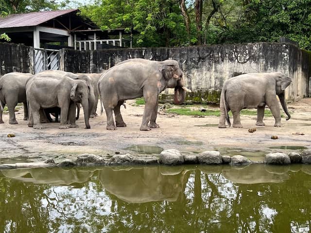 Zoo Taiping & Night Safari - Image 1