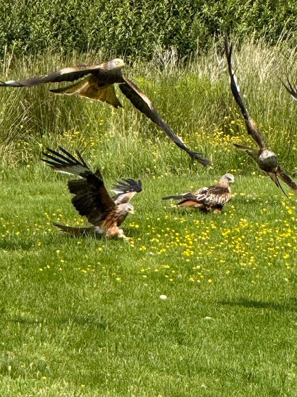Red Kite Centre - Image 1