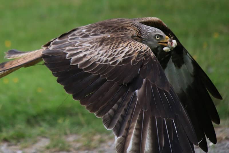 Red Kite Centre - Image 2