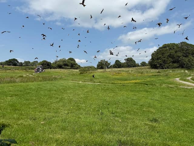 Red Kite Centre - Image 3
