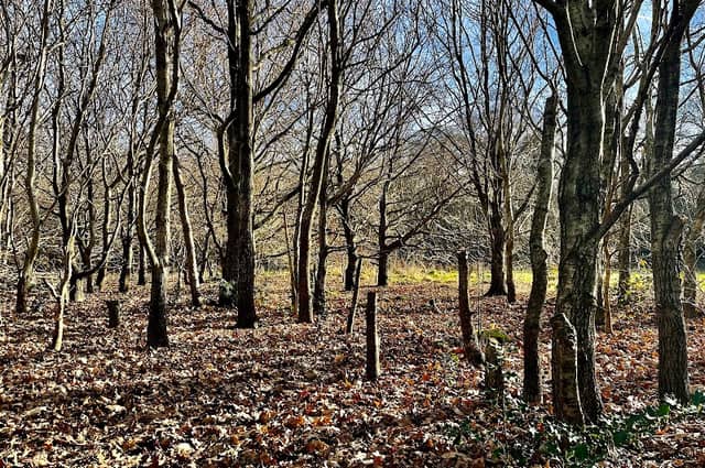 Strouden Wood - Image 1