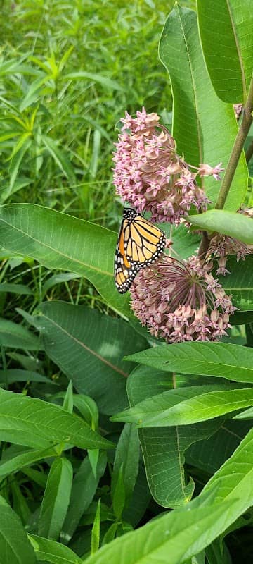 Hybernia Nature Preserve - Image 2