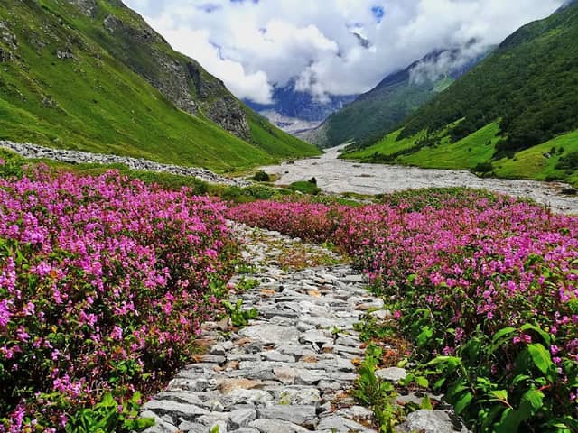 Valley of Flowers National Park - Image 1