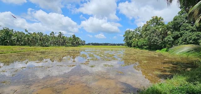 Home of Parannur Nandan, the elephant - Image 1