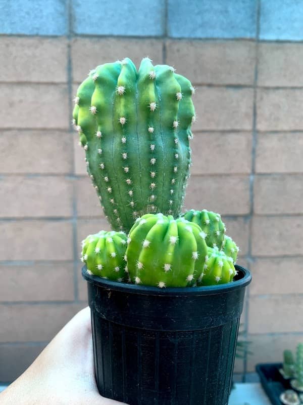 J.cactus - Image 2