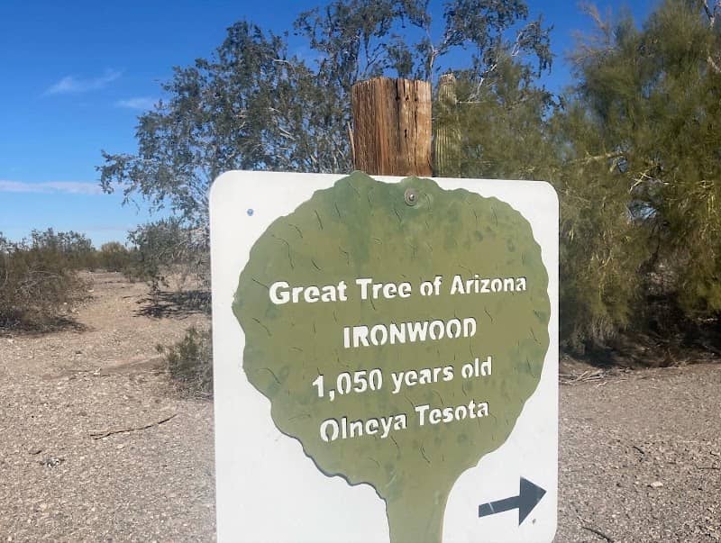 Great Tree of Arizona - Image 1