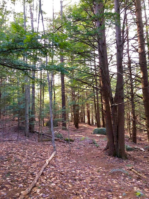 Children's Woods and Carey Park Jaffrey NH - Image 2