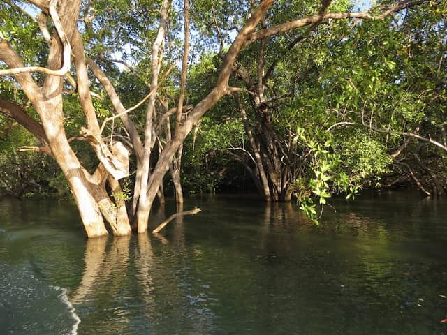 Estero Tamarindo - Image 1