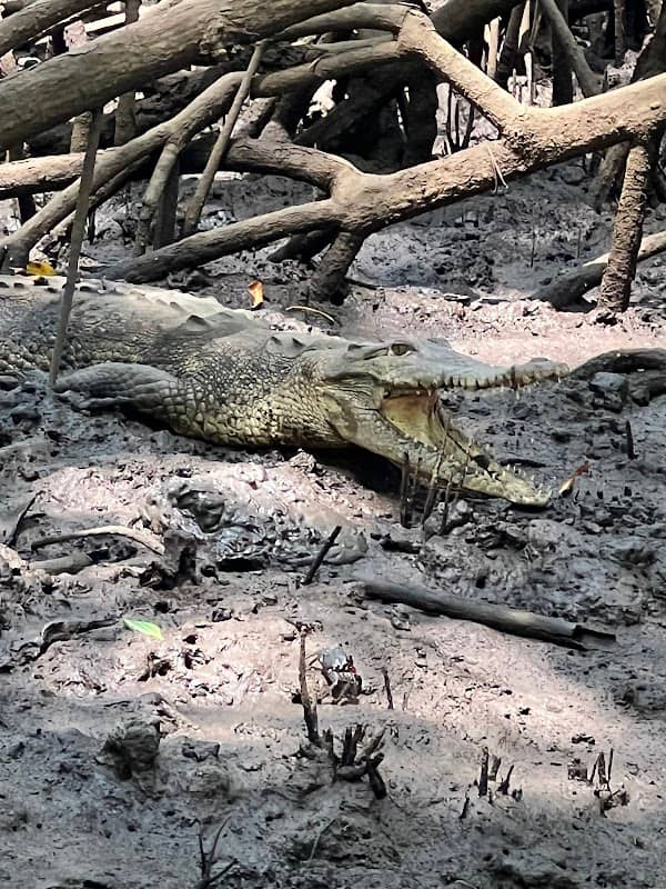 Estero Tamarindo - Image 2