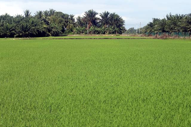 Sawah Padi belakang rumah - Image 1