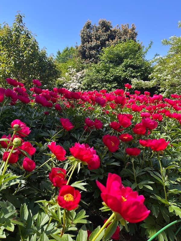 PeonyGardenギャラリー - Image 1