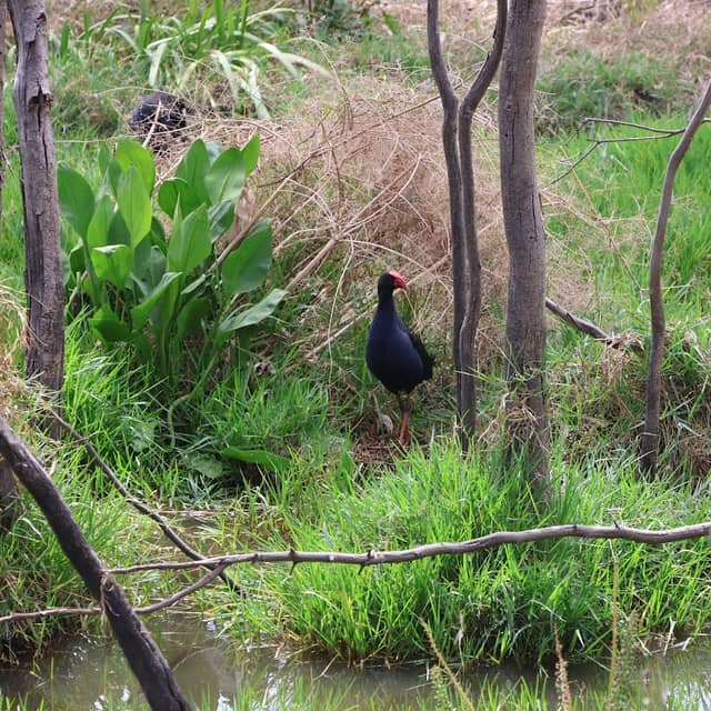 Jack Schier Reserve - Image 1