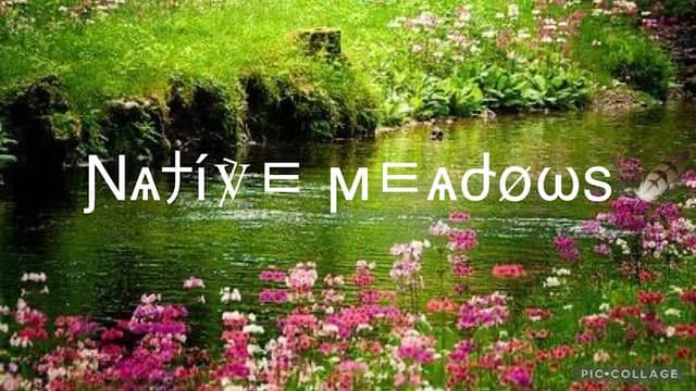 Native Meadows - Image 2