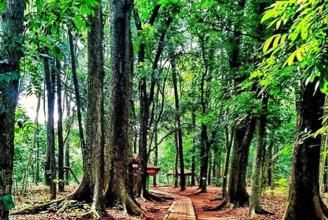 Hutan Kota Ranggawulung - Image 2