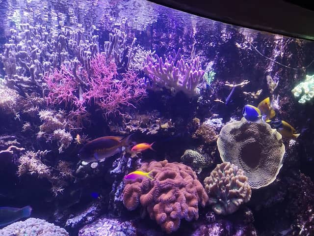 SEA LIFE Hannover - Image 3