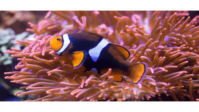SEA LIFE Hannover - Image 1