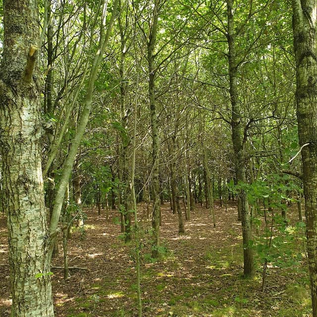 Normanton Millenium Wood - Image 1