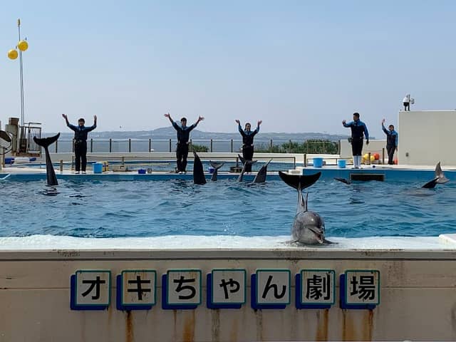 Kaiyohaku Park Dolphin Lagoon - Image 2
