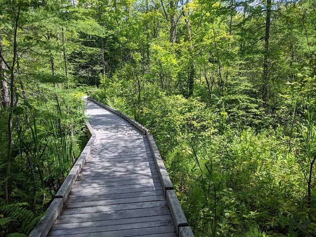 Eshqua Bog Natural Area - Image 2
