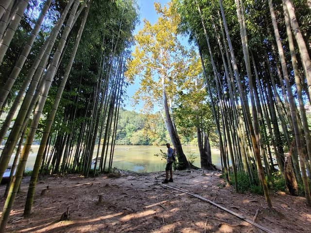 Bamboo Forest - Image 1