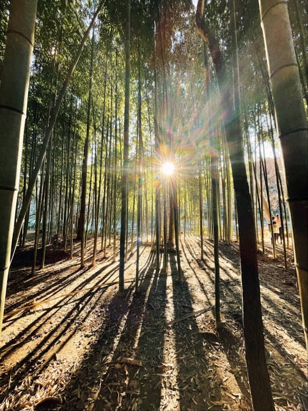 Bamboo Forest - Image 2