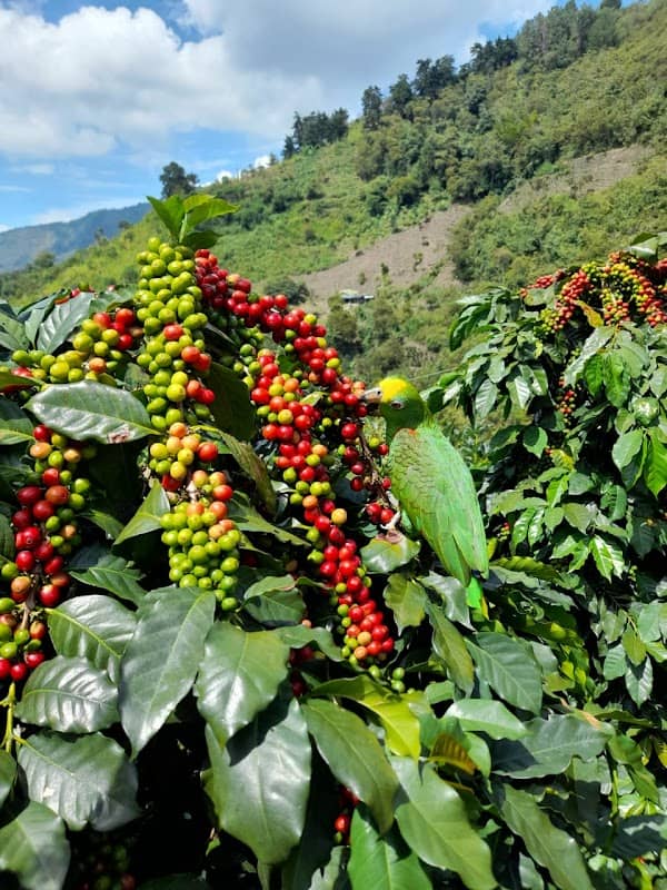 TIERRA BUENA - Image 1