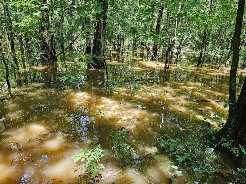 Cache River - Image 1