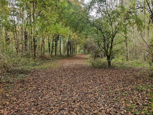 Daeda’s Woods - Image 1