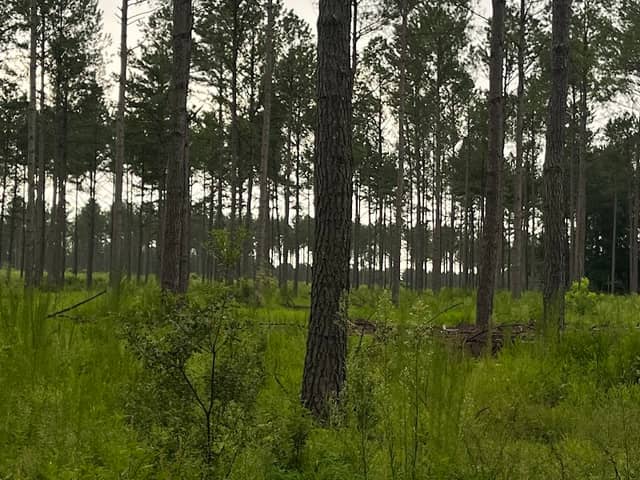Flippo-Gentry Wildlife Management Area - Image 1