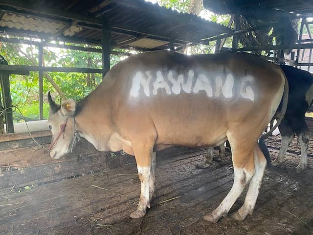 Kang USE Farm - Image 1