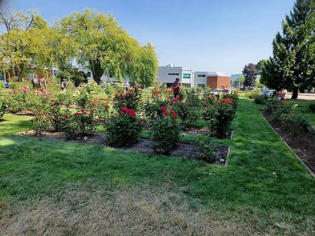 Rose Test Garden Longview - Image 1