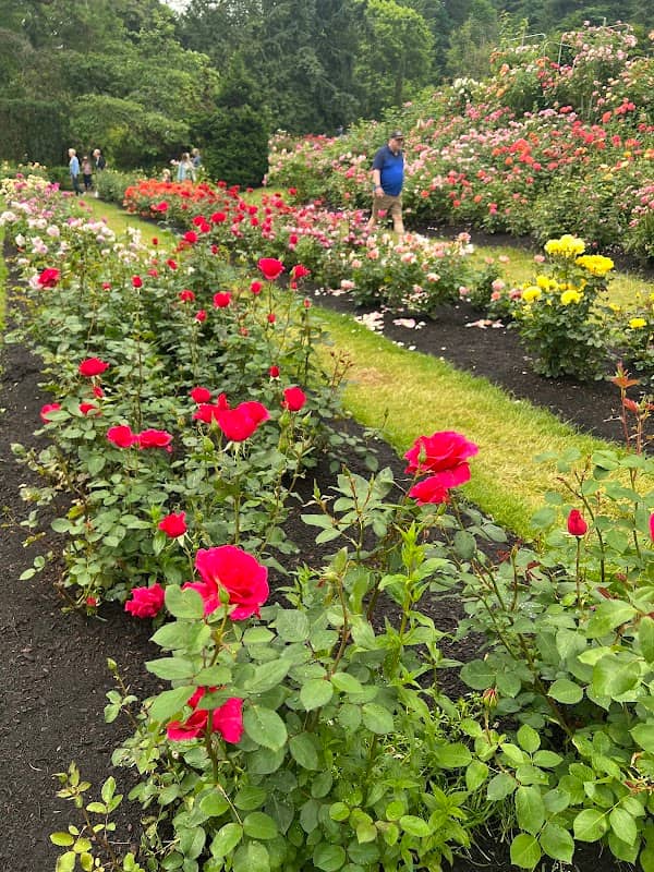 Rose Test Garden Longview - Image 3