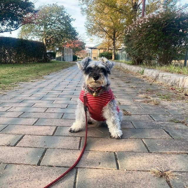 Numashinmachi Central Park - Image 2