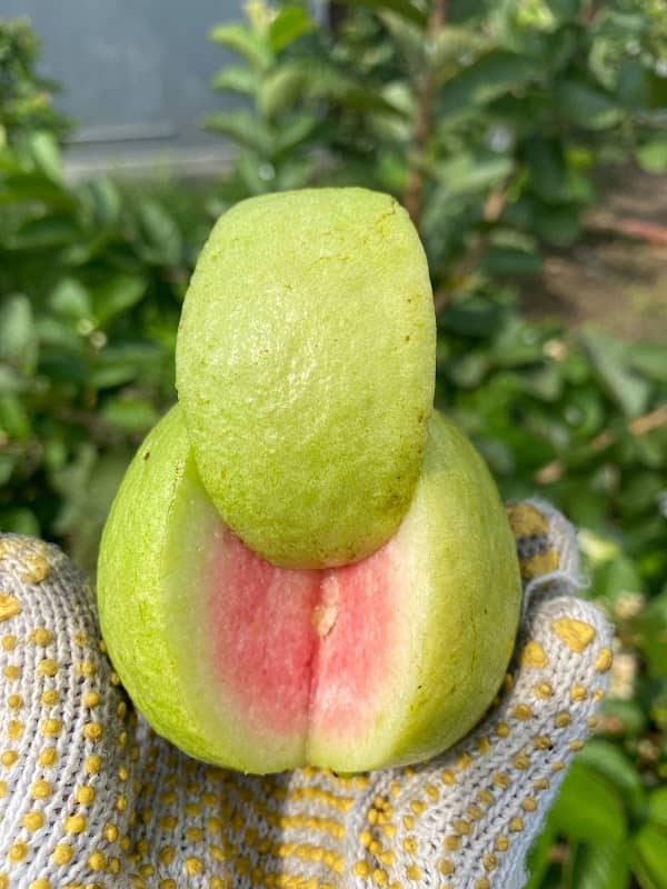 KEBUN JAMBU KRISTAL SALAKAN SEJAHTERA - Image 1