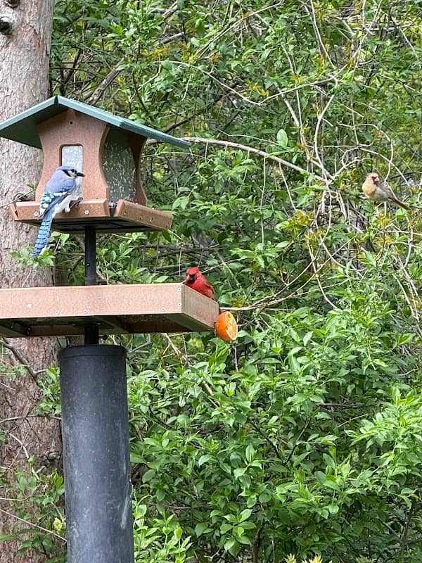 Grant Park Birdfeeder - Image 1