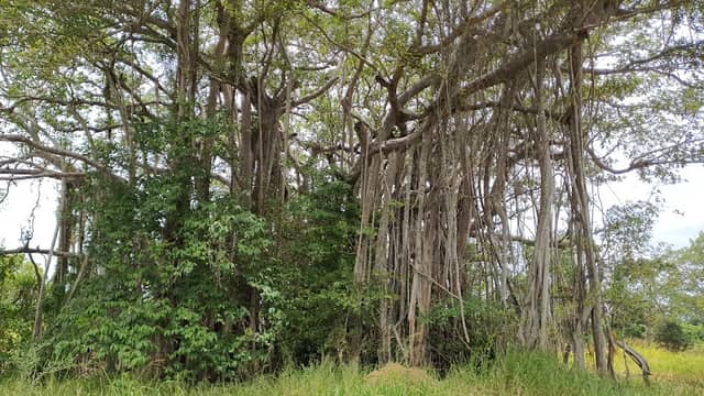 River bank tree - Image 1