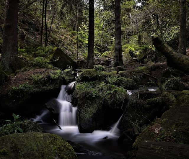 Wyming Brook Nature Reserve - Image 1