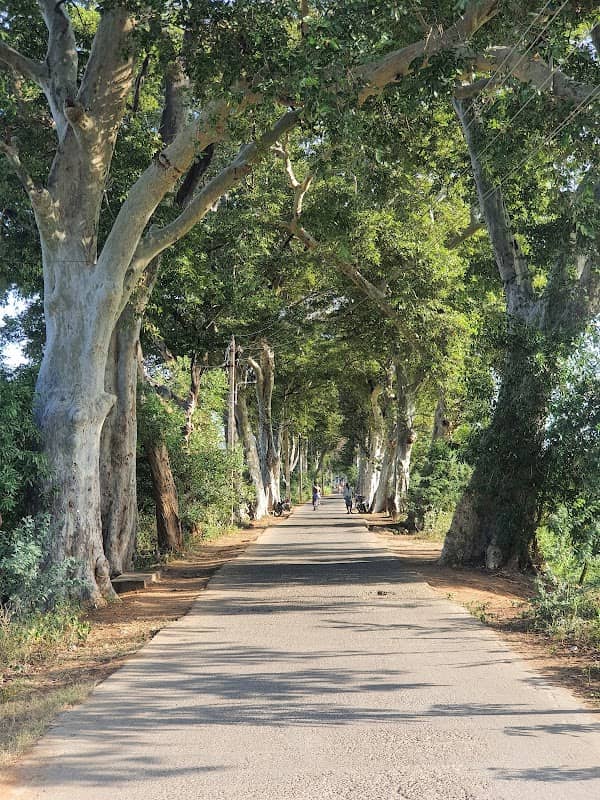 Aathu Salai Trees - Image 1
