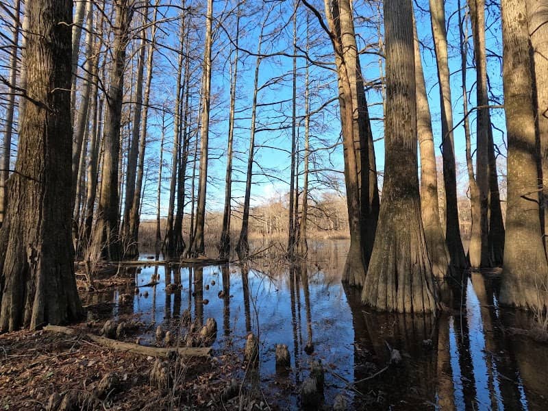 Goose Pond Cypress Slough Nature Preserve - Image 3