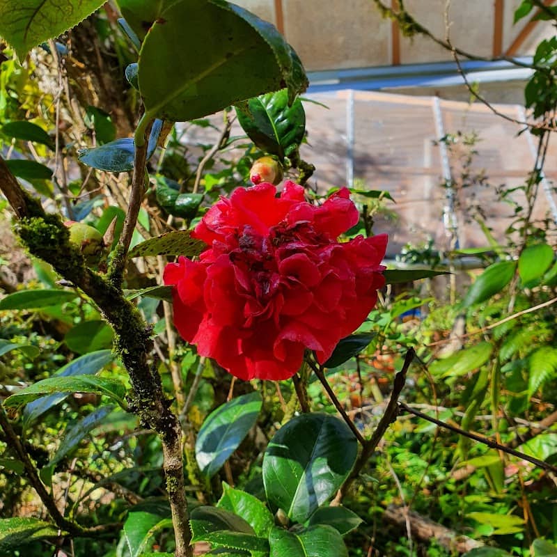 Tan's Camellia Garden - Image 1