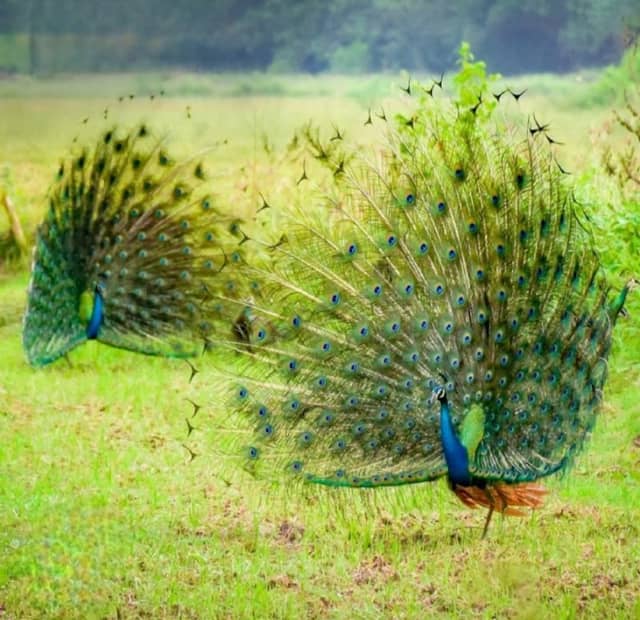 PEACOCK GARDEN - Image 1