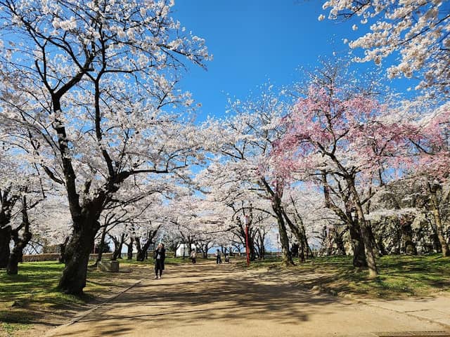 Morioka-jo Castle Site Park (Iwate Park) - Image 1