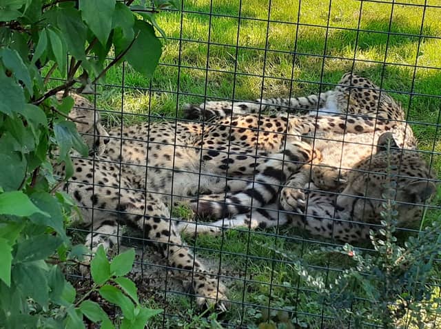 Aachener Zoo Euregiozoo - Image 2